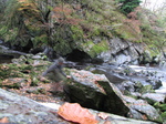 SX20933 Ghost of Wouko at Conwy Falls in Fairy Glen near Betws-y-Coed, Snowdonia.jpg